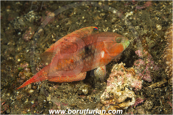 Lembeh strait, Sulawesi, Indonesia, Cheilinus bimaculatus, Cheilinus, Labridae, Two-spot wrasse, Wrasse, Fish
