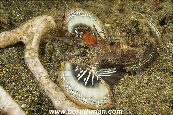 Lembeh strait, Sulawesi, Indonesia, Inimicus filamentosus, Inimicus, Scorpaenidae, Two-stick stingfish, Stingfish, Scorpionfish, Fish