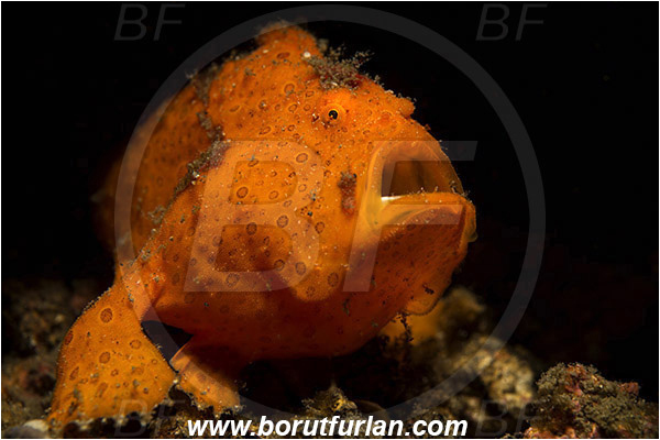 Lembeh strait, Sulawesi, Indonesia, Antennarius pictus, Antennarius, Antennariidae, Painted frogfish, Frogfish, Fish