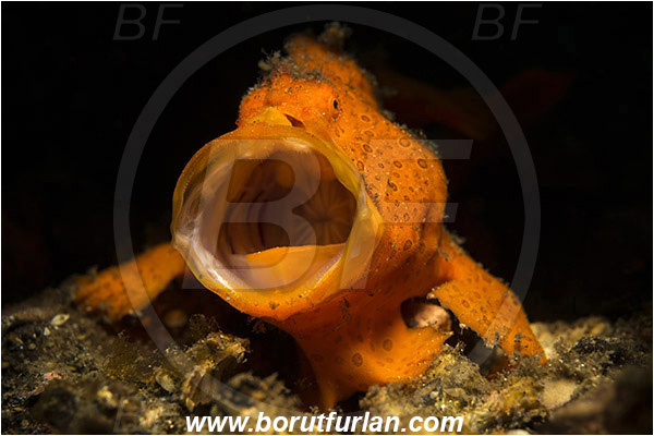 Lembeh strait, Sulawesi, Indonesia, Antennarius pictus, Antennarius, Antennariidae, Painted frogfish, Frogfish, Fish