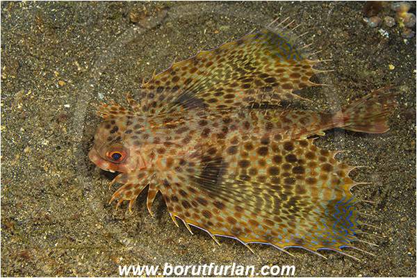 Lembeh strait, Sulawesi, Indonesia, Dactyloptena orientalis, Dactyloptena, Dactylopteridae, Oriental flying gurnard, Flying gurnard, Fish
