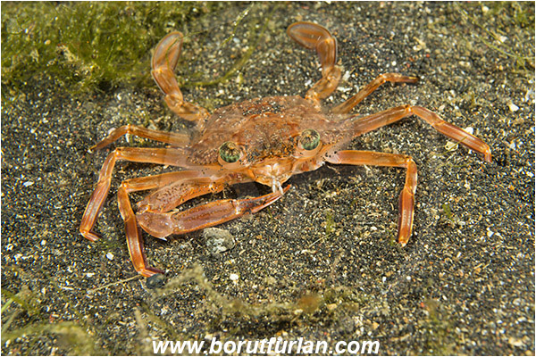 Lembeh strait, Sulawesi, Indonesia, Thalamita sp., Thalamita, Portunidae, Decapoda, Crab, Crustacea, Crustacean