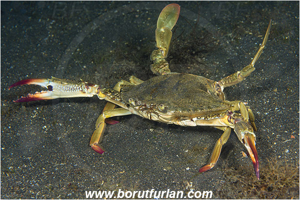 Lembeh strait, Sulawesi, Indonesia, Portunus pelagicus, Portunus, Portunidae, Decapoda, Blue swimming crab, Crab, Crustacea, Crustacean