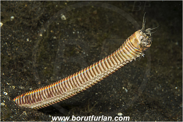 Lembeh strait, Sulawesi, Indonesia, Eunice aphroditois, Eunice, Eunicidae, Polychaeta, Bobbit worm, Worm