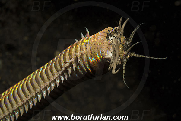 Lembeh strait, Sulawesi, Indonesia, Eunice aphroditois, Eunice, Eunicidae, Polychaeta, Bobbit worm, Worm, Portrait