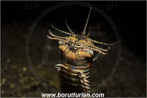 Lembeh strait, Sulawesi, Indonesia, Eunice aphroditois, Eunice, Eunicidae, Polychaeta, Bobbit worm, Worm, Portrait
