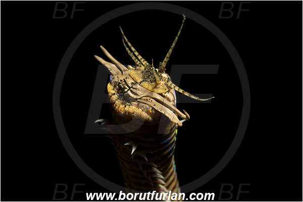 Lembeh strait, Sulawesi, Indonesia, Eunice aphroditois, Eunice, Eunicidae, Polychaeta, Bobbit worm, Worm, Portrait