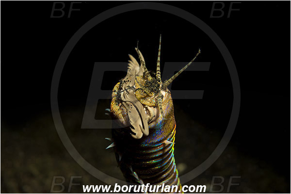 Lembeh strait, Sulawesi, Indonesia, Eunice aphroditois, Eunice, Eunicidae, Polychaeta, Bobbit worm, Worm, Portrait