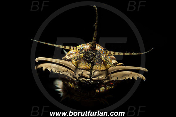 Lembeh strait, Sulawesi, Indonesia, Eunice aphroditois, Eunice, Eunicidae, Polychaeta, Bobbit worm, Worm, Portrait