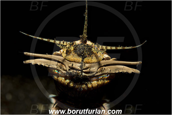 Lembeh strait, Sulawesi, Indonesia, Eunice aphroditois, Eunice, Eunicidae, Polychaeta, Bobbit worm, Worm, Portrait