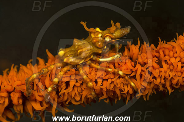 Lembeh strait, Sulawesi, Indonesia, Xenocarcinus tuberculatus, Xenocarcinus, Epialtidae, Decapoda, Whip Coral Spider Crab, Crab, Crustacea, Crustacean