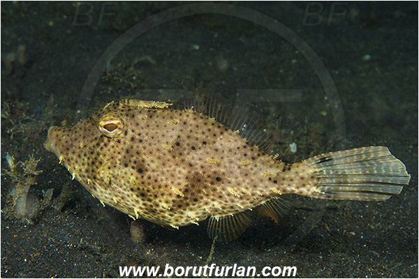 Lembeh strait, Sulawesi, Indonesia, Acreichthys tomentosus, Acreichthys, Monacanthidae, Bristle-tail filefish, Filefish, Fish
