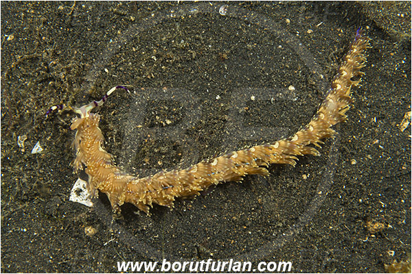 Lembeh strait, Sulawesi, Indonesia, Pteraeolidia ianthina, Pteraeolidia, Facelinidae, Aeolid nudibranch, Blue Dragon Nudibranch, Sea slug, Gastropoda, Mollusca