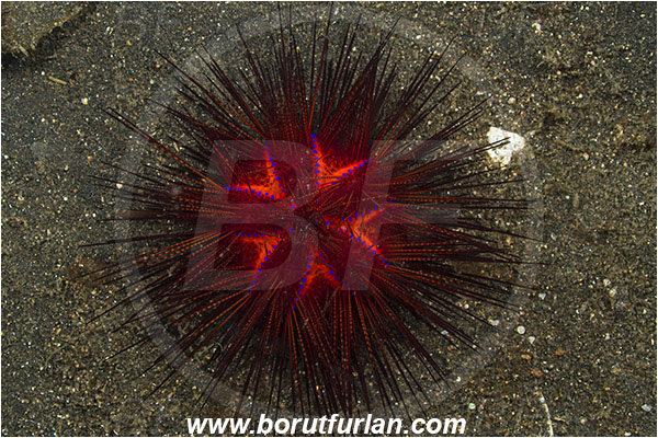 Lembeh strait, Sulawesi, Indonesia, Astropyga radiata, Astropyga, Diadematidae, Blue-spotted Sea Urchin, Sea Urchin, Echinoidea, Echinodermata, Echinoderm