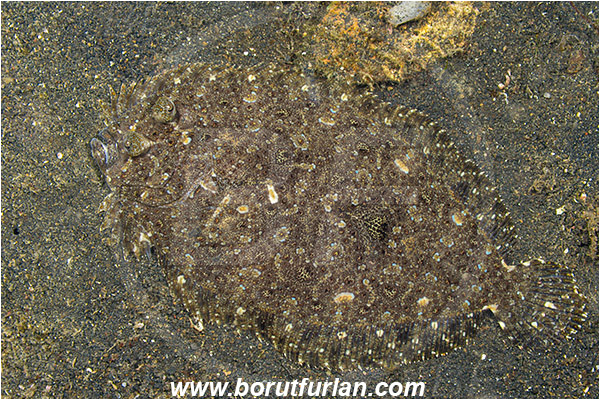 Lembeh strait, Sulawesi, Indonesia, Bothus pantherinus, Bothus, Bothidae, Leopard Flounder, Flounder, Fish