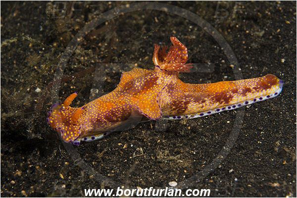 Lembeh strait, Sulawesi, Indonesia, Ceratosoma tenue, Ceratosoma, Chromodorididae, Kangaroo Nudibranch, Red T-Bar Nudibranch, Nudibranch, Sea slug, Mollusca, Mollusc
