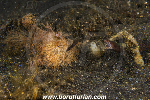 Lembeh strait, Sulawesi, Indonesia, Antennarius striatus, Antennarius, Antennariidae, Striated frogfish, Frogfish, Fish, Feeding