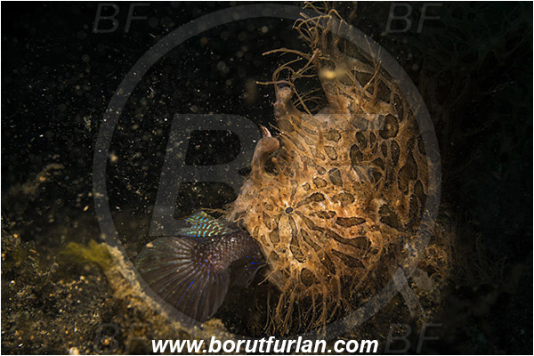 Lembeh strait, Sulawesi, Indonesia, Antennarius striatus, Antennarius, Antennariidae, Striated frogfish, Frogfish, Fish, Feeding