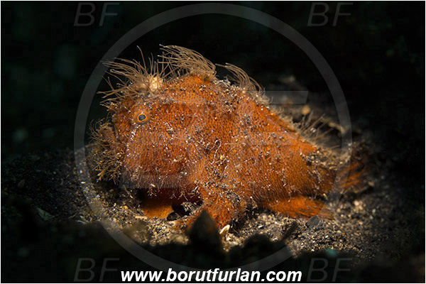 Lembeh strait, Sulawesi, Indonesia, Antennarius striatus, Antennarius, Antennariidae, Hairy frogfish, Frogfish, Fish, Juvenile