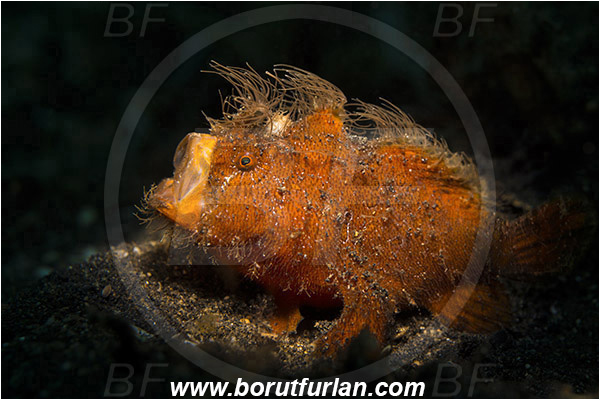 Lembeh strait, Sulawesi, Indonesia, Antennarius striatus, Antennarius, Antennariidae, Hairy frogfish, Frogfish, Fish, Juvenile