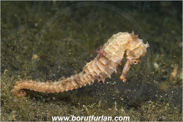 Lembeh strait, Sulawesi, Indonesia, Hippocampus sp., Hippocampus, Syngnathidae, Seahorse, Fish