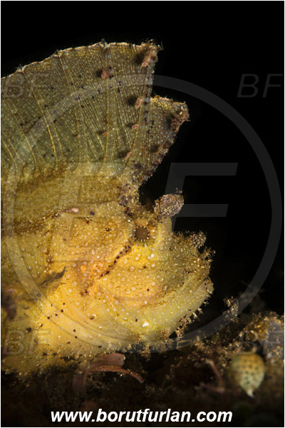 Lembeh strait, Sulawesi, Indonesia, Taenianotus triacanthus, Taenianotus, Scorpaenidae, Leaf Scorpionfish, Scorpionfish, Fish, Portrait