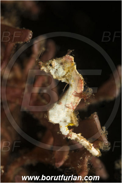 Lembeh strait, Sulawesi, Indonesia, Hippocampus pontohi, Hippocampus, Syngnathidae, Pontoh