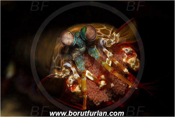 Tulamben, Bali, Indonesia, Odontodactylus scyllarus, Odontodactylus, Odontodactylidae, Crustacea, Crustacean, Stomatopoda, Stomatopod, Mantis Shrimp, Eggs, Portrait