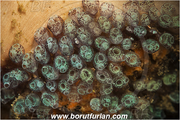 Lembeh strait, Sulawesi, Indonesia, Clavelina sp., Clavelina, Clavelinidae, Colony of Tunicates, Ascidiacea, Tunicata, Tunicate
