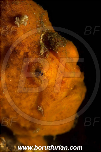 Lembeh strait, Sulawesi, Indonesia, Antennarius pictus, Antennarius, Antennariidae, Painted frogfish, Frogfish, Fish, Portrait