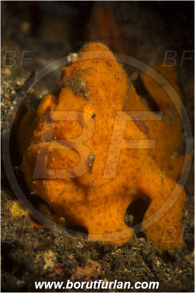 Lembeh strait, Sulawesi, Indonesia, Antennarius pictus, Antennarius, Antennariidae, Painted frogfish, Frogfish, Fish, Portrait