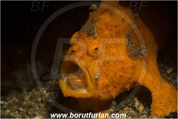 Lembeh strait, Sulawesi, Indonesia, Antennarius pictus, Antennarius, Antennariidae, Painted frogfish, Frogfish, Fish, Portrait