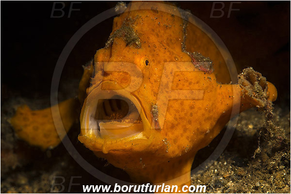 Lembeh strait, Sulawesi, Indonesia, Antennarius pictus, Antennarius, Antennariidae, Painted frogfish, Frogfish, Fish, Portrait
