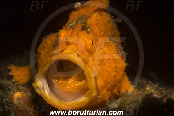 Lembeh strait, Sulawesi, Indonesia, Antennarius pictus, Antennarius, Antennariidae, Painted frogfish, Frogfish, Fish, Portrait