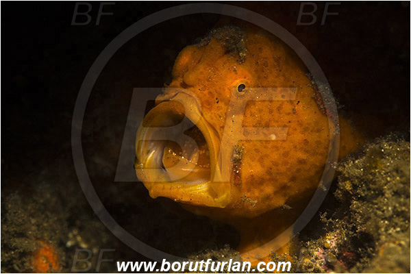 Lembeh strait, Sulawesi, Indonesia, Antennarius pictus, Antennarius, Antennariidae, Painted frogfish, Frogfish, Fish, Portrait