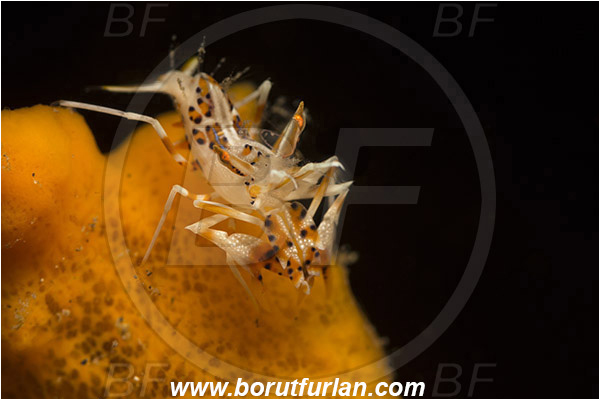 Lembeh strait, Sulawesi, Indonesia, Phyllognathia ceratophthalma, Phyllognathia, Palaemonidae, Decapoda, Spiny Tiger Shrimp, Tiger Shrimp, Shrimp, Crustacea, Crustacean