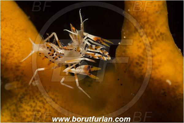 Lembeh strait, Sulawesi, Indonesia, Phyllognathia ceratophthalma, Phyllognathia, Palaemonidae, Decapoda, Spiny Tiger Shrimp, Tiger Shrimp, Shrimp, Crustacea, Crustacean
