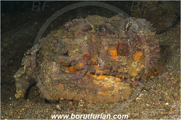 Lembeh strait, Sulawesi, Indonesia, Synanceia verrucosa, Synanceia, Synanceiidae, Reef Stonefish, Stonefish, Fish