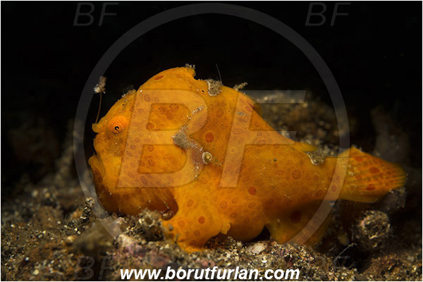 Lembeh strait, Sulawesi, Indonesia, Antennarius pictus, Antennarius, Antennariidae, Painted frogfish, Frogfish, Fish