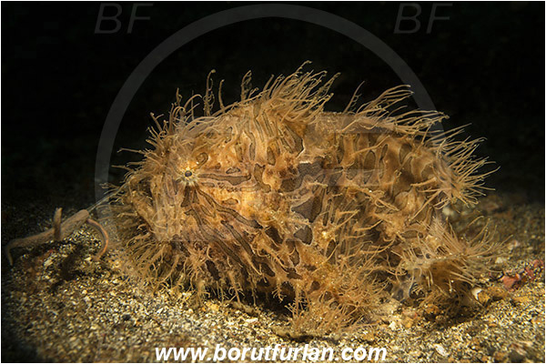 Lembeh strait, Sulawesi, Indonesia, Antennarius striatus, Antennarius, Antennariidae, Striated frogfish, Frogfish, Fish