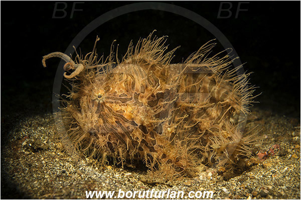Lembeh strait, Sulawesi, Indonesia, Antennarius striatus, Antennarius, Antennariidae, Striated frogfish, Frogfish, Fish