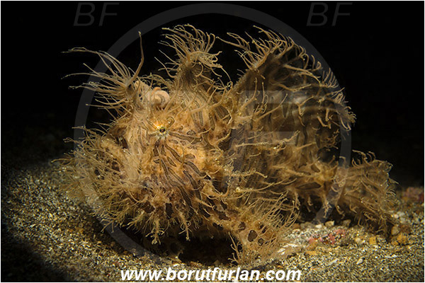 Lembeh strait, Sulawesi, Indonesia, Antennarius striatus, Antennarius, Antennariidae, Striated frogfish, Frogfish, Fish