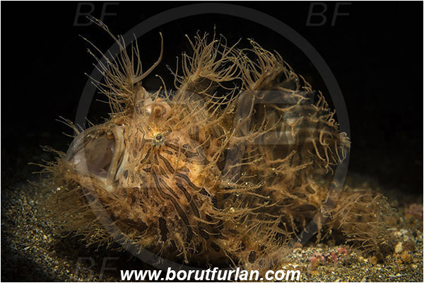 Lembeh strait, Sulawesi, Indonesia, Antennarius striatus, Antennarius, Antennariidae, Striated frogfish, Frogfish, Fish