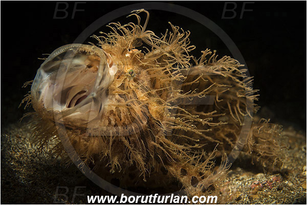 Lembeh strait, Sulawesi, Indonesia, Antennarius striatus, Antennarius, Antennariidae, Striated frogfish, Frogfish, Fish