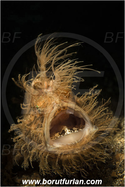 Lembeh strait, Sulawesi, Indonesia, Antennarius striatus, Antennarius, Antennariidae, Striated frogfish, Frogfish, Fish, Portrait