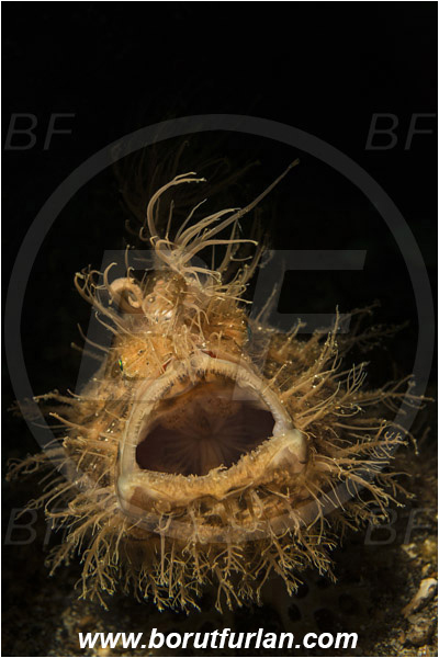 Lembeh strait, Sulawesi, Indonesia, Antennarius striatus, Antennarius, Antennariidae, Striated frogfish, Frogfish, Fish, Portrait