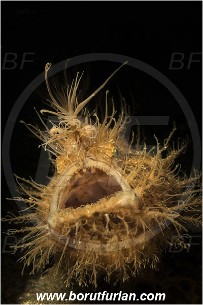 Lembeh strait, Sulawesi, Indonesia, Antennarius striatus, Antennarius, Antennariidae, Striated frogfish, Frogfish, Fish, Portrait