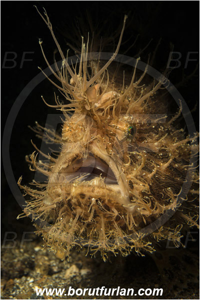 Lembeh strait, Sulawesi, Indonesia, Antennarius striatus, Antennarius, Antennariidae, Striated frogfish, Frogfish, Fish, Portrait