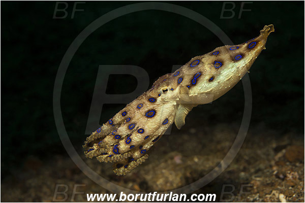 Lembeh strait, Sulawesi, Indonesia, Hapalochlaena sp., Hapalochlaena, Octopodidae, Blue-ringed octopus, Octopus, Cephalopoda, Mollusca, Mollusc