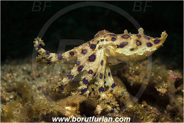 Lembeh strait, Sulawesi, Indonesia, Hapalochlaena sp., Hapalochlaena, Octopodidae, Blue-ringed octopus, Octopus, Cephalopoda, Mollusca, Mollusc